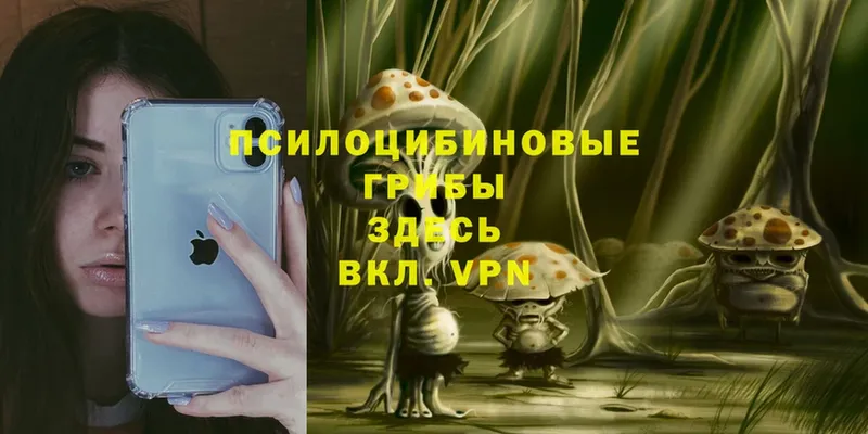 купить наркотики цена  MEGA ССЫЛКА  Псилоцибиновые грибы Psilocybe  Елец 